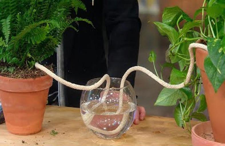 كيف تروي نباتاتك عند غيابك عن المنزل؟