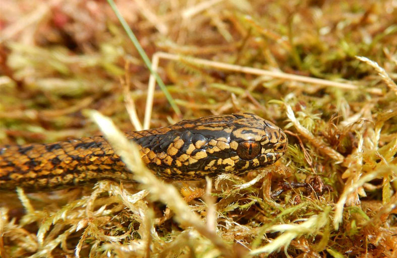 هاريسون فورد.. نوع جديد من الأفاعي 