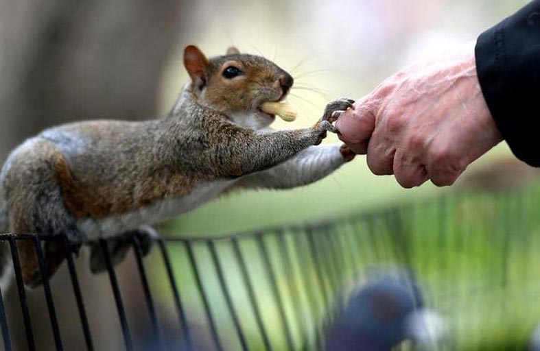 هجمات من الحيوان المشاكس على سكان نيويورك