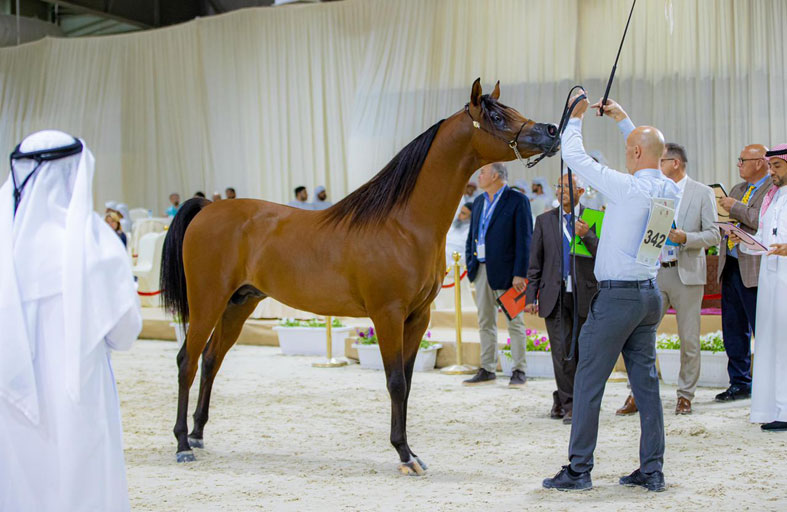 «فلاح الهواجر» يحقق أعلى معدل في اليوم الثالث للبطولة الوطنية للخيول العربية «المرابط الخاصة»