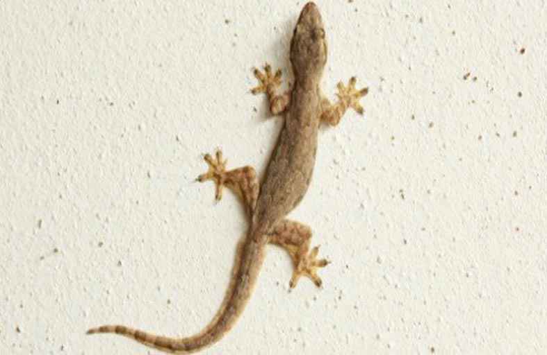 سر التصاق أبو بريص بالجدار