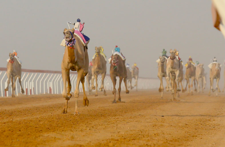 «سمحة» تحلق بناموس الإيذاع في  مهرجان العين للهجن