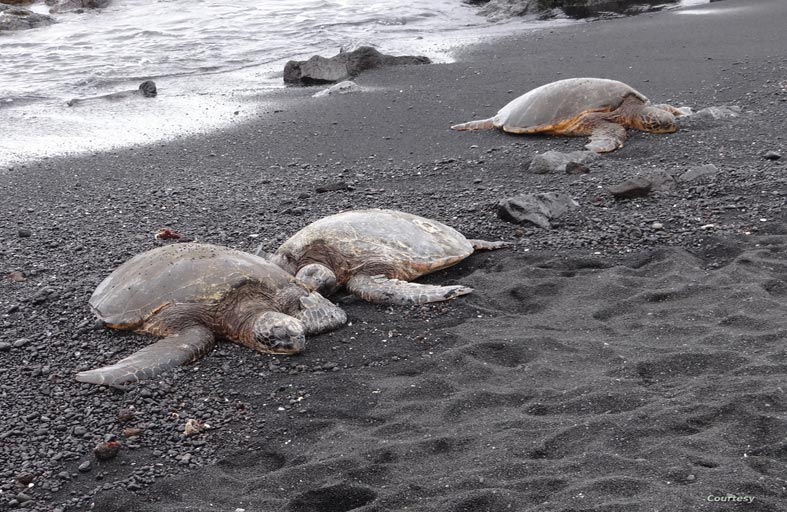 إطلاق سلاحف عملاقة بعد إنقاذها  من الانقراض 