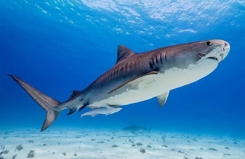 قرش يهاجم طاقم نتفليكس 