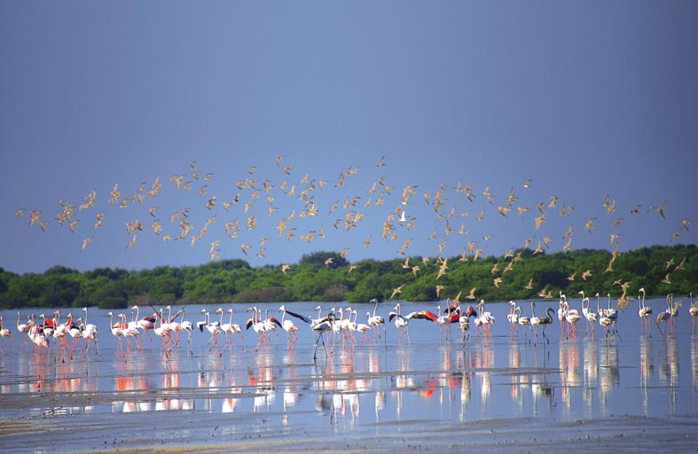 غابات الغاف والمانغروف .. ظل الأصالة وقصة الأجداد في تطويع الطبيعة 