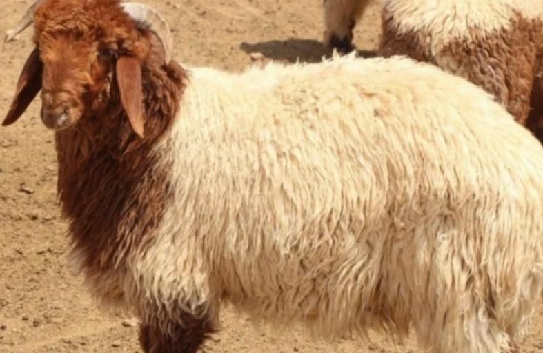 «كبش العيد» يقتل وحيد أمه في الجزائر