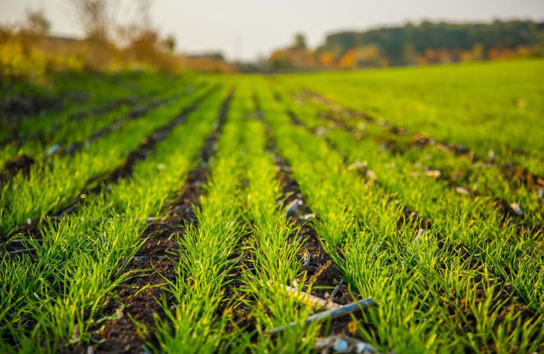 «مبادرة محمد بن زايد للماء» تعلن أسماء الفِرق المتأهلة للمرحلة التالية من تحدي «المياه من أجل الزراعة»