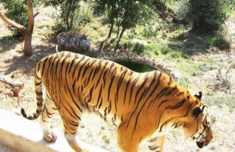 200 رجل يقتلون نمراً رشقاً بالحجارة 