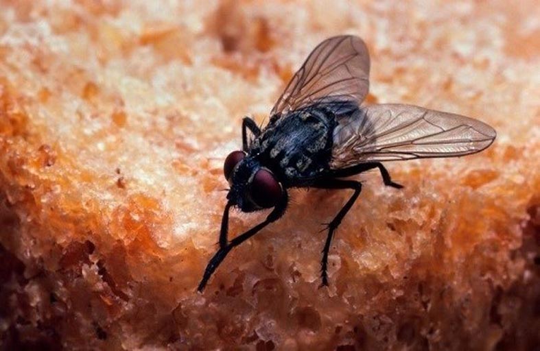 حيلة بسيطة للتخلص من الذباب 