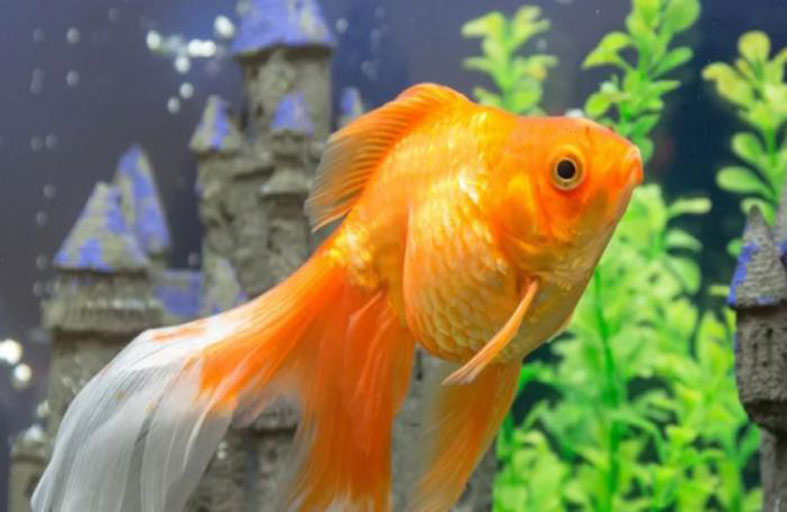 سمكة ذهبية في غرفة مظلمة.. ماذا يحدث