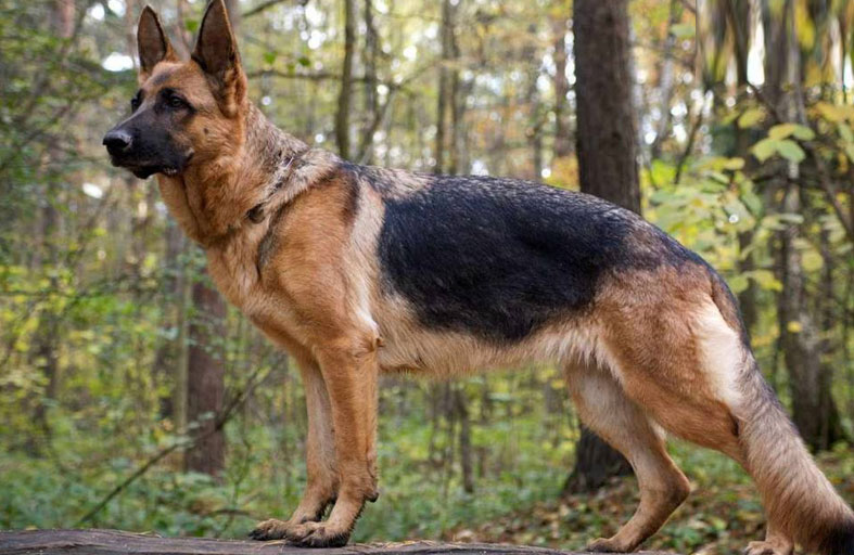 كلب جيرمان ينقذ 3 أطفال من هجوم