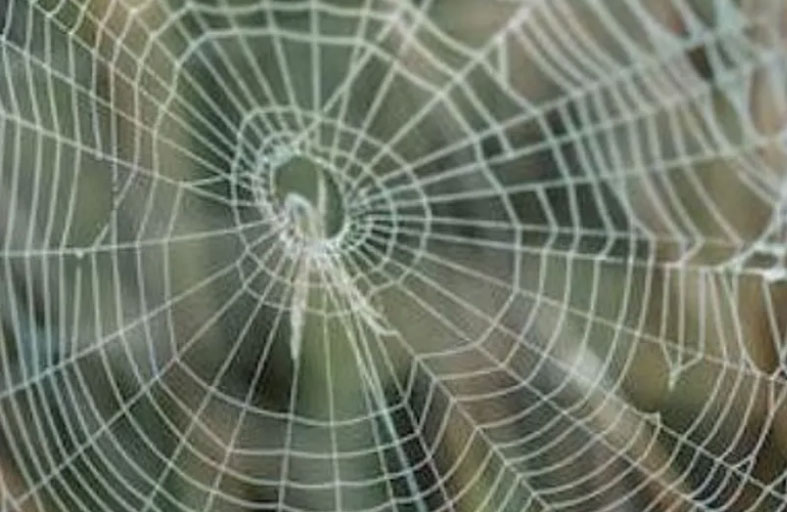 صوت غريب في أذن امرأة.. والمفاجأة عش عنكبوت