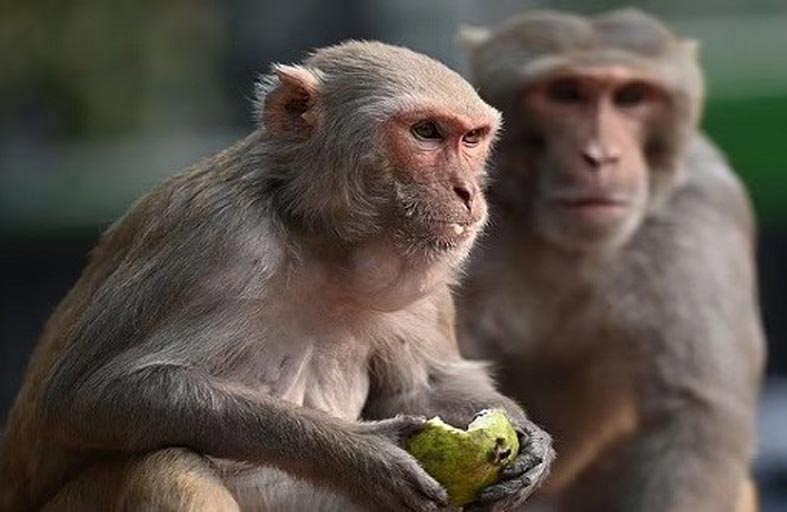 وفاة هندي أرعبته قردة شرسة