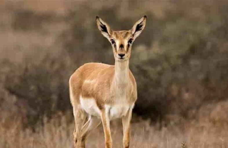 غزال يتسبب في وفاة شخصين بحادث