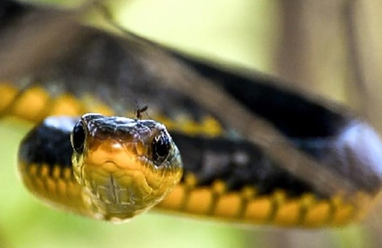 الفئران والثعابين والدبابير تغزو روما