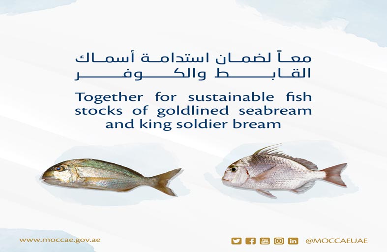 بدء التطبيق السنوي لحظر وتنظيم صيد وتسويق أسماك القابط والكوفر