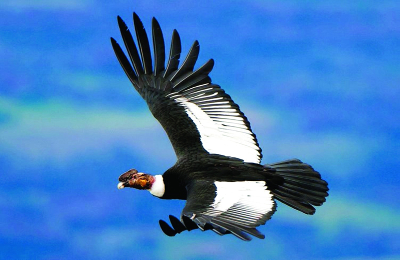 دراسة: نسور الكندور تتكاثر دون تزاوج