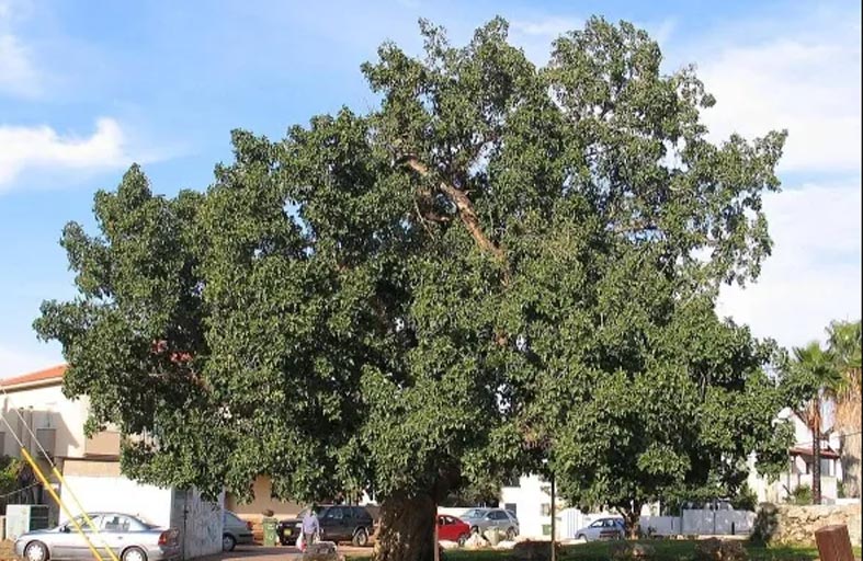 الجميز.. شجرة ترتبط بحياة الفلسطينيين وتاريخهم