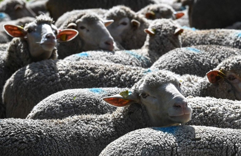 تعويض مالي لامرأة بعد وصفها بـ«النعجة»