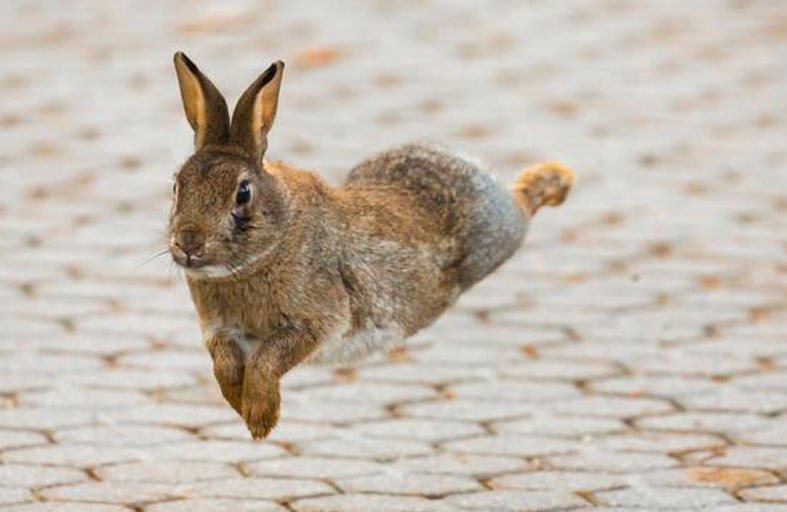 قرار لصالح الأرانب في باريس