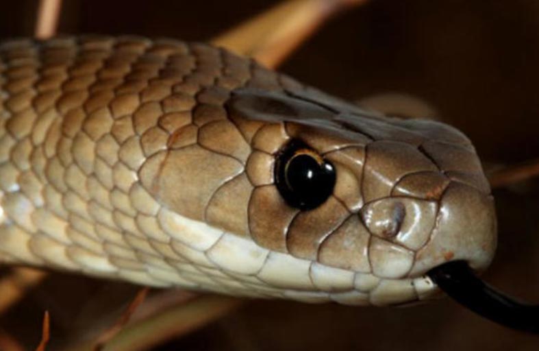 لعبة على شكل أفعى تتسبب بحدث أمني 