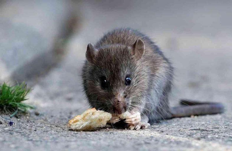 دراسة وسط الفئران تكشف وصفة الشباب والعمر الطويل