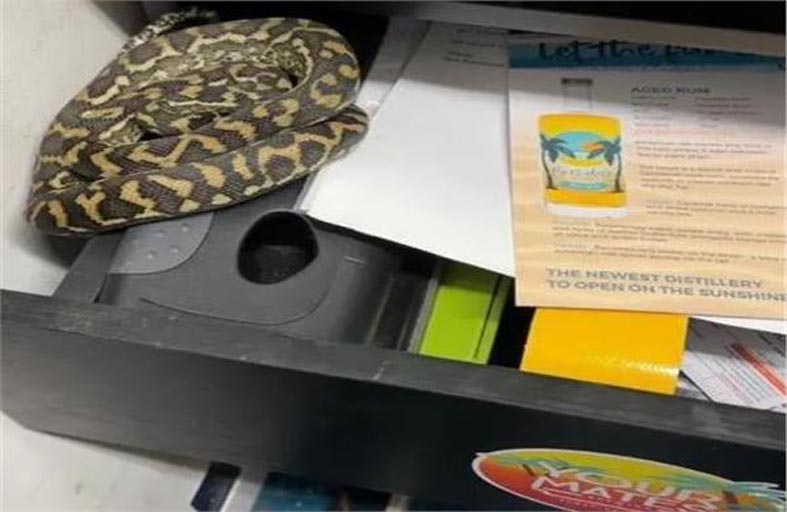 قيلولة لثعبان في درج أحد الموظفين