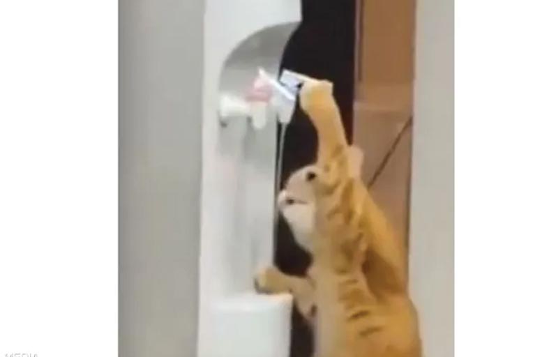 قطة تتصرف مثل البشر 