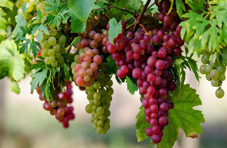 العنب يحمي من الخرف ويخفض الكوليسترول