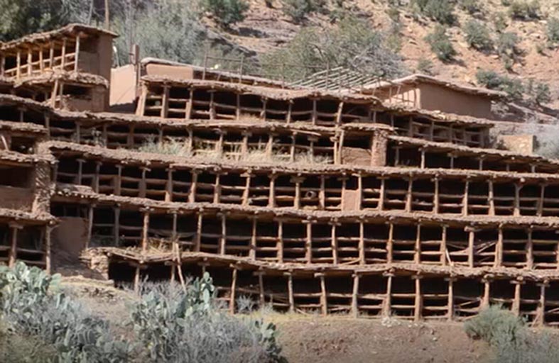 في المغرب...النحل يهجر أقدم مزرعة جماعية لتربيته بالعالم 