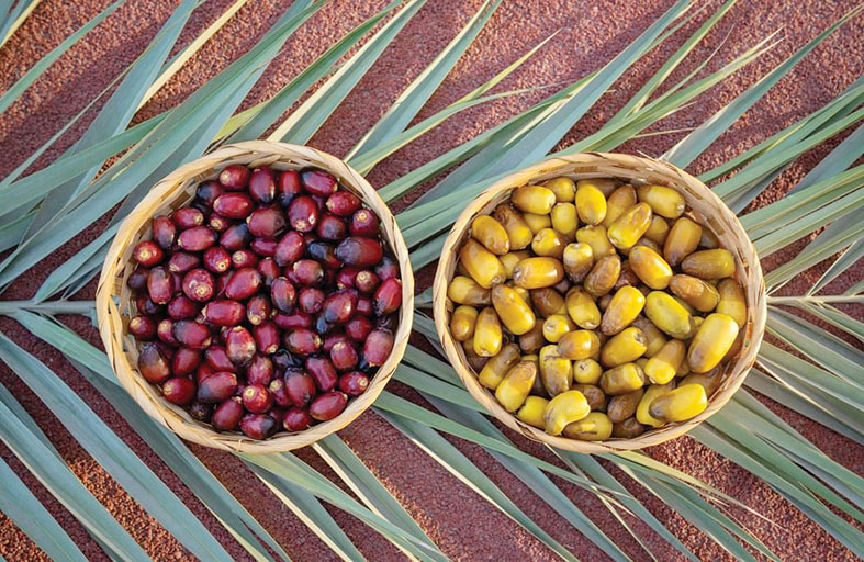 مهرجان ليوا عجمان للرطب والعسل 2025 ينطلق غدًا