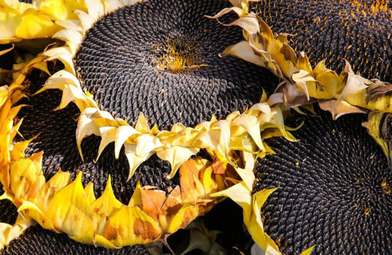 دوار الشمس الدرني مفيد لمرضى السكري