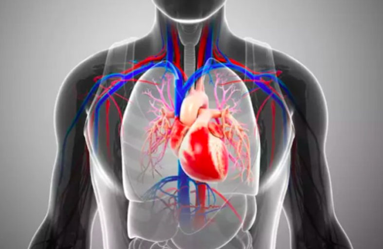 كيف يؤثر العمل على الصحة القلبية للموظفين؟