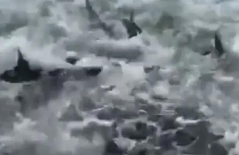 فيديو يرصد حالة جنونية لأسماك القرش