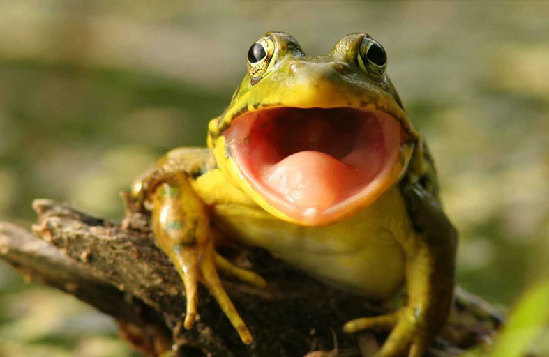 تصاب بعدوى شرسة بعد ابتلاع 8 ضفادع حية 