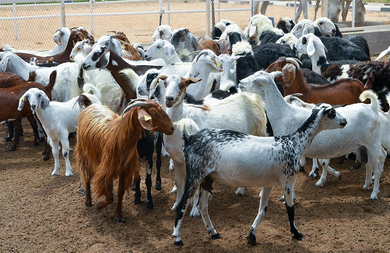 «الزراعة والسلامة الغذائية»  تطلق حملة التحصين الـ 14 “2022-2023” للثروة الحيوانية في إمارة أبوظبي