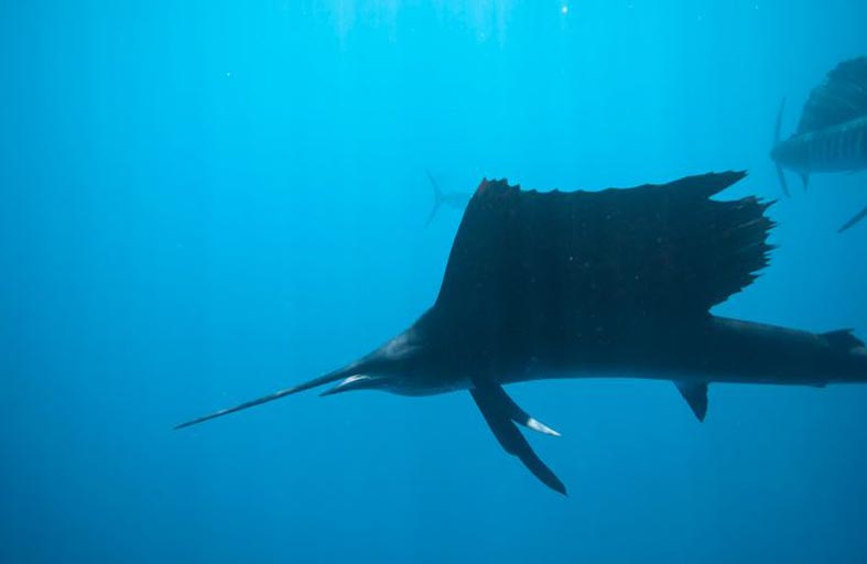 سمكة تطعن امرأة 