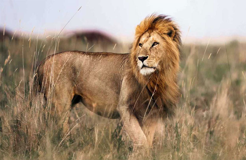 أسد يقتحم منزلا ويثير ذعر ساكنيه