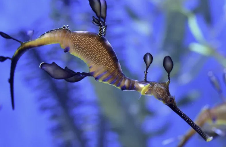 اكتشاف مخلوق غريب بألوان رائعة