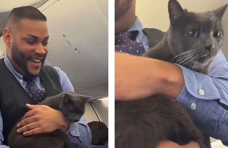 قطة تحوّل رحلة جوية إلى مشهد كوميدي