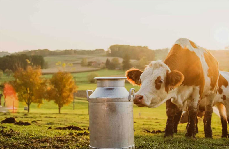 زرعات دماغية لتحفيز شهية الأبقار