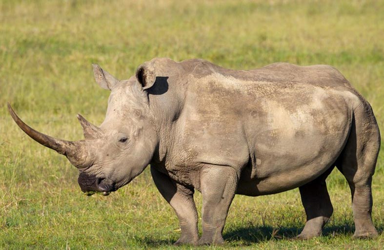 انخفاض «مقلق» لعدد حيوانات وحيد القرن