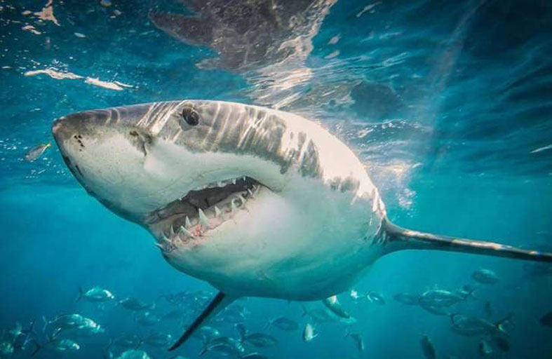 رصد أسماك قرش «تهرب من مفترس أخطر»