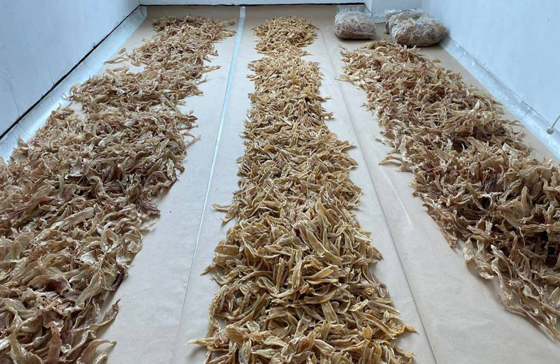 ضبط الآلاف من زعانف أسماك قرش