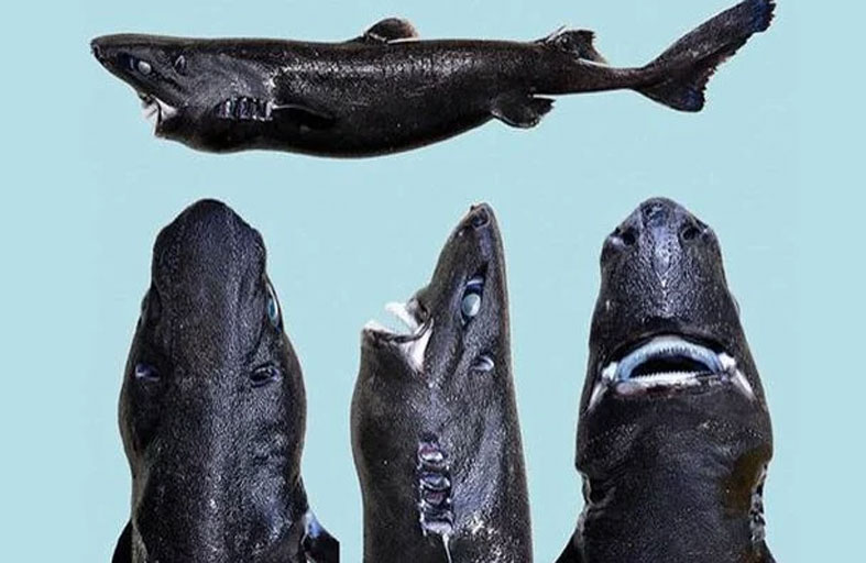 صورة القرش الأسود تثير الرعب