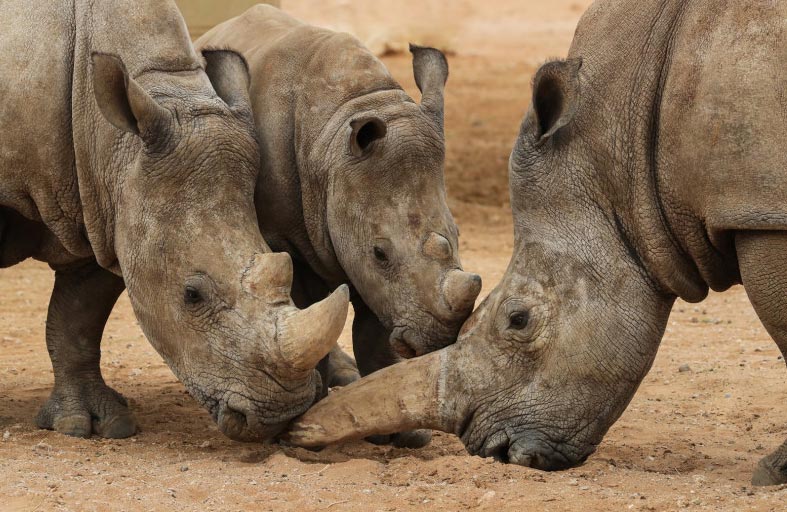 عواصف تغرق متنزهاً هندياً وتودي بستة «وحيدات القرن» 