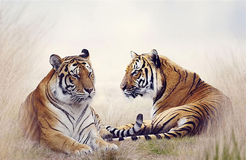 نمر يقتل شريكته في موقف غريب