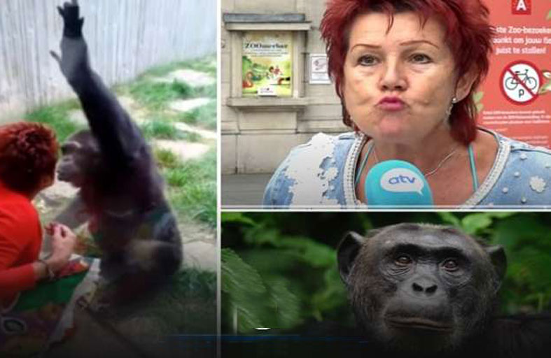 تُمنع من دخول حديقة الحيوان بعدما وقعت في حب ‏شمبانزي