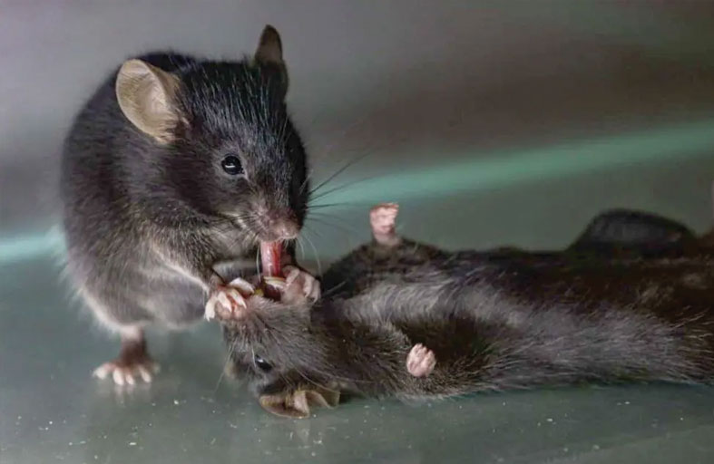 الفئران تظهر سلوكا «مفاجئا» في إنعاش رفقائها 