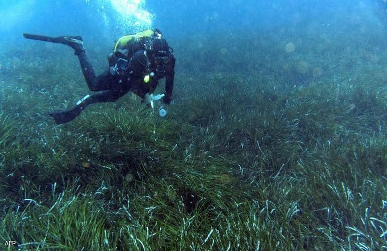 بوسيدونيا.. كنز بيئي ورئة الأرض الغارقة في الأعماق